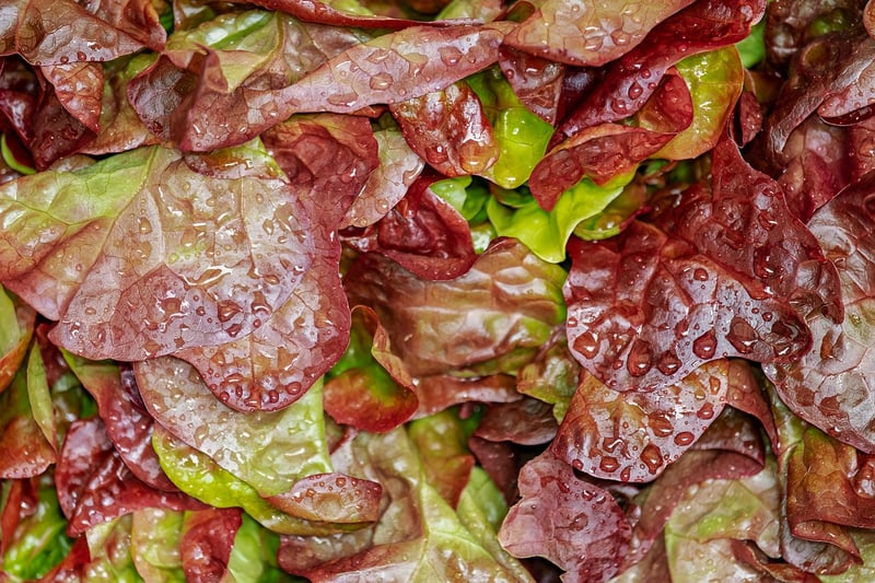 Culinary Tour Salad
